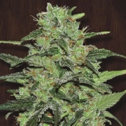 Malawi Regular cannabis flower bud by Ace Seeds