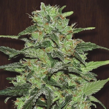 Malawi Regular cannabis flower bud by Ace Seeds