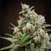 Nepal Jam Regular cannabis flower bud by Ace Seeds