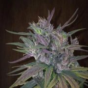 Oldtimer's Haze Regular cannabis flower bud by Ace Seeds