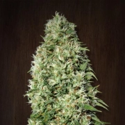 Orient Express Feminized cannabis flower bud by Ace Seeds