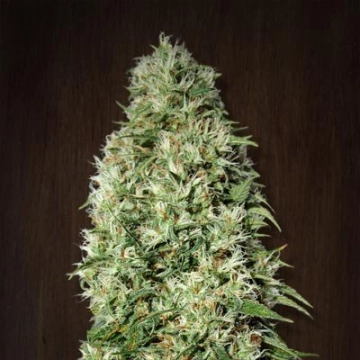 Orient Express Regular cannabis flower bud by Ace Seeds