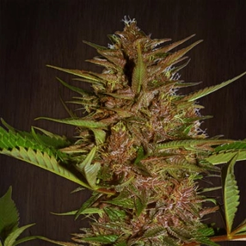 Pakistan Chitral Kush Regular cannabis flower bud by Ace Seeds