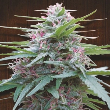 Panama Feminized cannabis flower bud by Ace Seeds