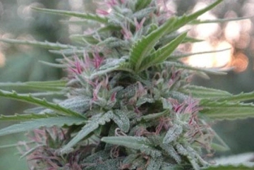 Panama Regular cannabis flower bud by Ace Seeds