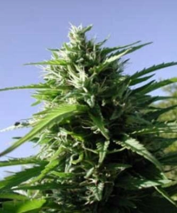Tikal Feminized cannabis flower bud by Ace Seeds