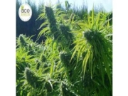 Tikal Regular cannabis flower bud by Ace Seeds