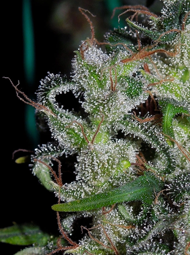 Zamaldelica – Ace Seeds – Feminized