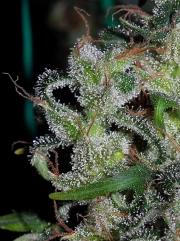 Zamaldelica Regular cannabis flower bud by Ace Seeds