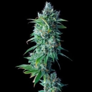 24K GOLD (Formerly known as Kosher Tangie) Feminized cannabis flower bud by DNA Genetics