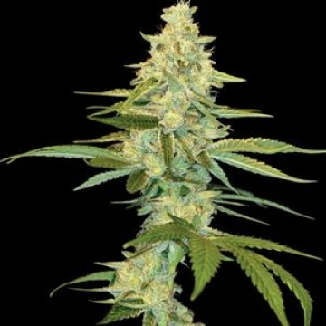 Cannalope Kush Feminized cannabis flower bud by DNA Genetics
