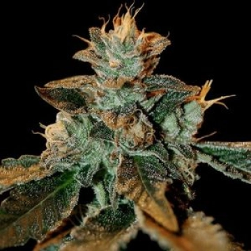 Cataract Kush Feminized cannabis flower bud by DNA Genetics
