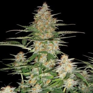 DNA Genetics 60 Day Wonder Autoflowering cannabis flower bud by DNA Genetics
