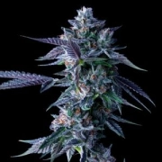 DNA Genetics Chocolope Feminized cannabis flower bud by DNA Genetics