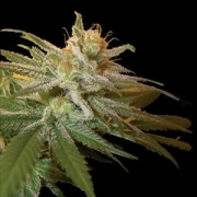 DNA Genetics Kushberry Feminized cannabis flower bud by DNA Genetics