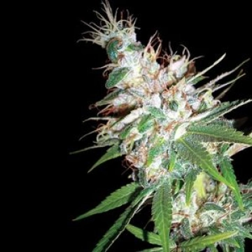 DNA Genetics LA Woman Feminized cannabis flower bud by DNA Genetics