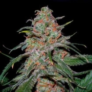 DNA Genetics Lemon Skunk Feminized cannabis flower bud by DNA Genetics