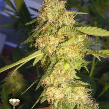 DNA Genetics ReCon Feminized cannabis flower bud by DNA Genetics