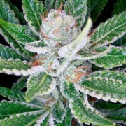 DNA Genetics Sleestack Feminized cannabis flower bud by DNA Genetics