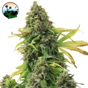 Girl Scout Cookies Feminized cannabis flower bud by Cali Weed