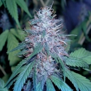 Grape Kush Feminized cannabis flower bud by Cali Weed