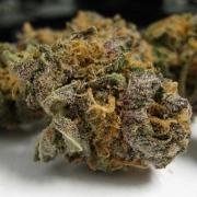 Grape OG Feminized cannabis flower bud by Cali Weed