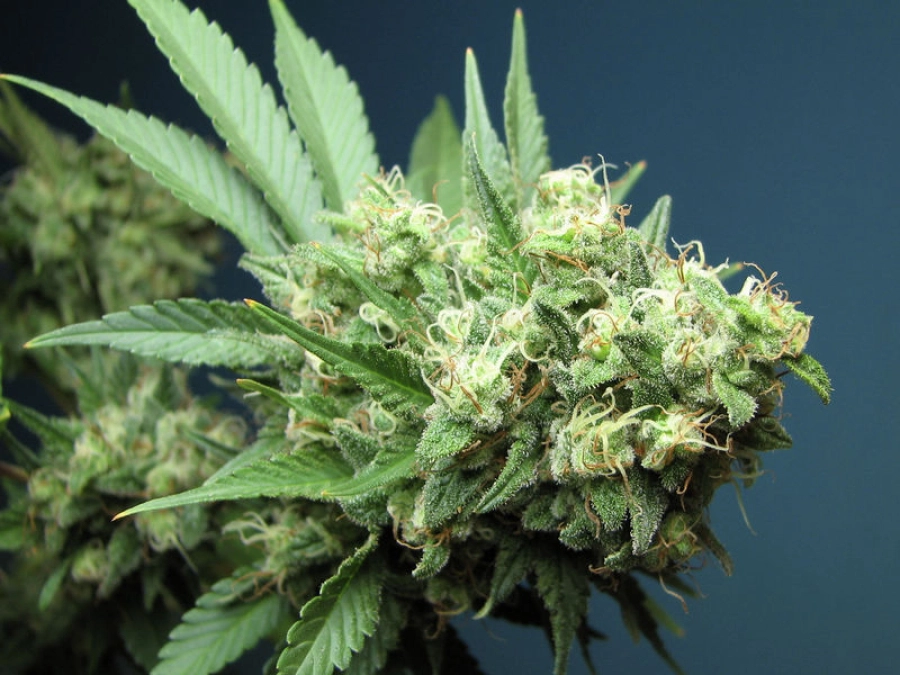 Green Crack Feminised – Cali Weed – Feminized