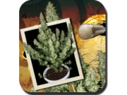 Magnum Auto Feminised  Autoflowering cannabis flower bud by Big Buddha Seeds