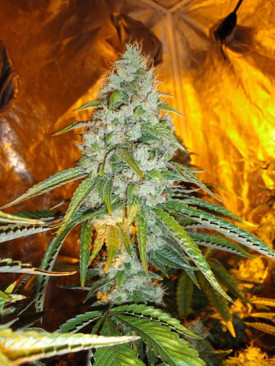 Original Sour Diesel Regular – Cali Weed – Regular