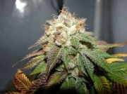 Pre 98 Bubba BX2 Feminised  Feminized cannabis flower bud by Cali Weed