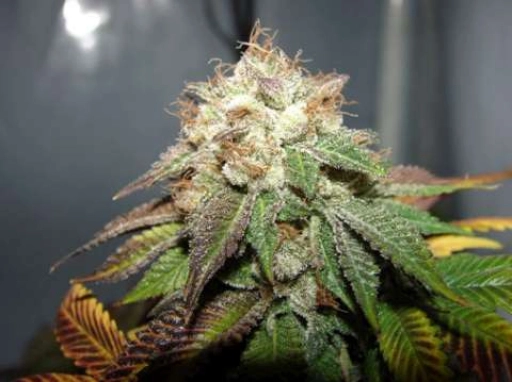 Pre 98 Bubba BX2 Feminised – Cali Weed – Feminized