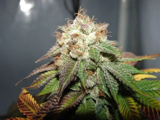 Pre 98 Bubba BX2 Regular – Cali Weed – Regular