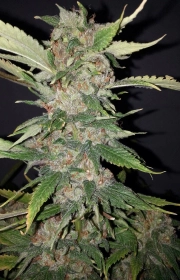 Purple Crack Feminised  Feminized cannabis flower bud by Cali Weed