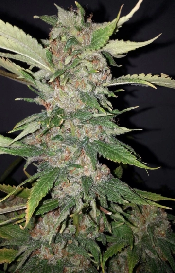 Purple Crack Feminised  Feminized cannabis flower bud by Cali Weed