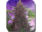 Purple Kush Auto Feminised  Autoflowering cannabis flower bud by Big Buddha Seeds