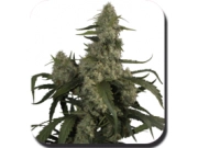 Quasar Feminised  Autoflowering cannabis flower bud by Big Buddha Seeds