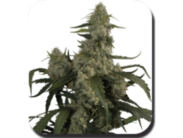 Quasar Feminised  Autoflowering cannabis flower bud by Big Buddha Seeds