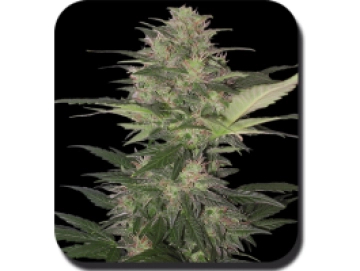 Red Dwarf Auto Feminised  Autoflowering cannabis flower bud by Big Buddha Seeds