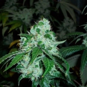 SFV OG Kush Feminized cannabis flower bud by DinaFem Seeds