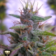 Sharksbreath Feminisiert Feminized cannabis flower bud by DNA Genetics