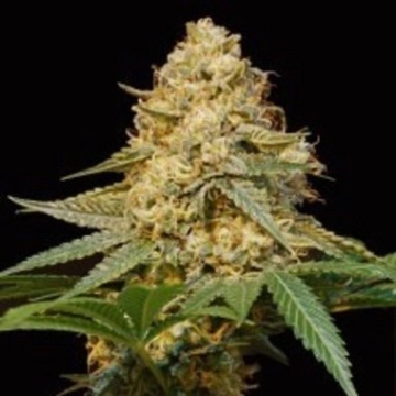 Silver LA Feminized cannabis flower bud by DNA Genetics