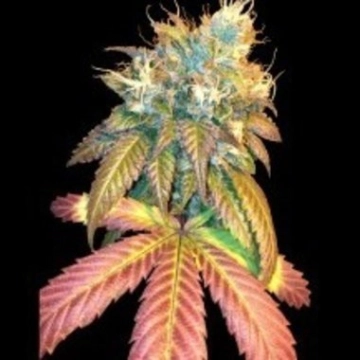 Sour Secret Feminized cannabis flower bud by DNA Genetics