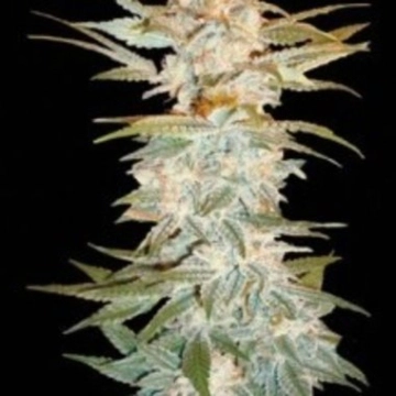 Stacked Kush Feminized cannabis flower bud by DNA Genetics