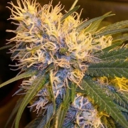 Super Cannalope Feminisiert Feminized cannabis flower bud by DNA Genetics