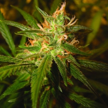 Sweet Haze Feminisiert Feminized cannabis flower bud by DNA Genetics