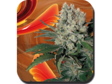 Syrup Auto Feminised  Autoflowering cannabis flower bud by Big Buddha Seeds