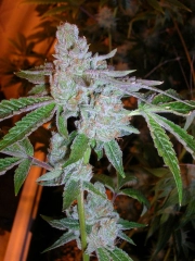 Tahoe OG Kush Regular  Regular cannabis flower bud by Cali Weed