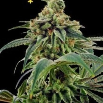 Training Day Feminized cannabis flower bud by DNA Genetics