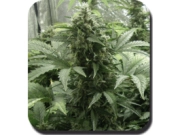 White Dwarf Auto Feminised  Autoflowering cannabis flower bud by Big Buddha Seeds