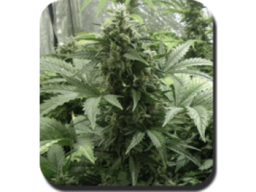 White Dwarf Auto Feminised  Autoflowering cannabis flower bud by Big Buddha Seeds